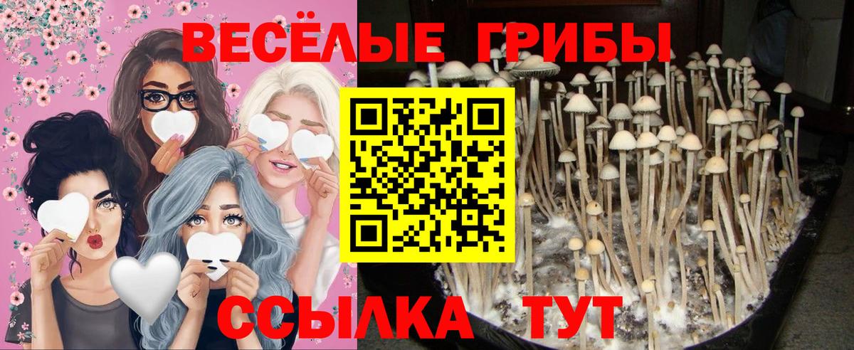 Галлюциногенные грибы GOLDEN TEACHER Кузнецк
